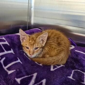 Bugs Bunny -  Domestic Short Hair Cat for Adoption - Bugs Bunny | PetCurious