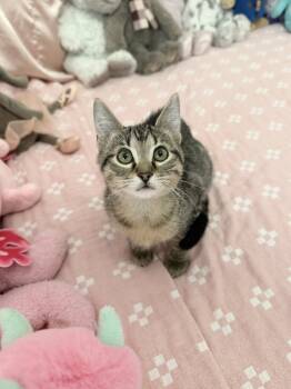 Rescue Domestic Short Hair and Tabby Cats for Adoption in Dallas, Texas - Quetzalcoatlus (QT) | PetCurious