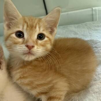 Domestic Short Hair Cats Available for Adoption in Fredericksburg, Virginia - Jade Forest | PetCurious