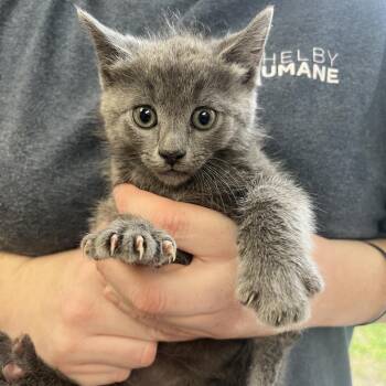 Domestic Short Hair Cats Available for Adoption in Columbiana, Alabama - Litte Miss Muffet | PetCurious
