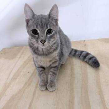 Harvey -  Domestic Short Hair Cat for Adoption in Rochester, Minnesota - Harvey | PetCurious