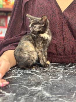 Rescue American Shorthair Cats for Adoption - Cinnamon Bun | PetCurious