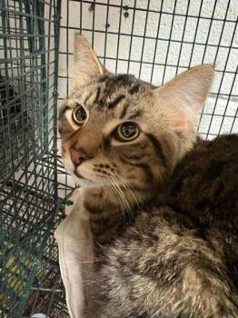 Domestic Medium Hair and Domestic Short Hair Cats Available for Adoption - Squib | PetCurious