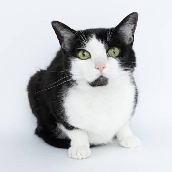 Faith -  Domestic Short Hair Cat for Adoption in Franklin, Tennessee - Faith | PetCurious