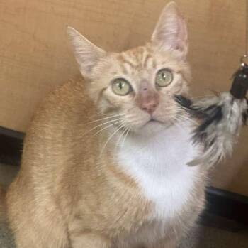 Pepper Ann -  Tabby Cat for Adoption in Los Altos, California - Pepper Ann | PetCurious