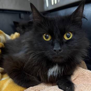 Nebula -  Domestic Long Hair Cat for Adoption in Birmingham, Alabama - Nebula | PetCurious