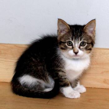 Domestic Short Hair Cats Available for Adoption in Minnetonka, Minnesota - Flexatone C69596 | PetCurious