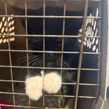 Whiskers -  Domestic Short Hair Cat for Adoption in Charlottesville, Virginia - Whiskers | PetCurious