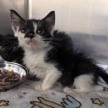 Squeek 29773 -  Domestic Short Hair Cat for Adoption in Middleburg, Florida - Squeek 29773 | PetCurious