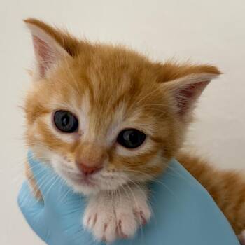 Domestic Short Hair Cats Available for Adoption in Redwood Valley, California - Bass Boat | PetCurious