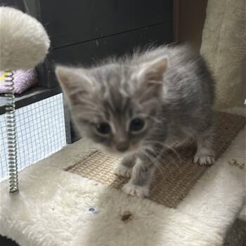 Rescue Domestic Short Hair Cats for Adoption in Nokesville, Virginia - Harlow | PetCurious