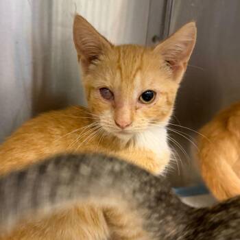 Robin -  Domestic Short Hair Cat for Adoption in Greensboro, North Carolina - Robin | PetCurious