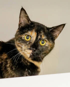Rescue Domestic Short Hair Cats for Adoption in Novato, California - Lucinda | PetCurious