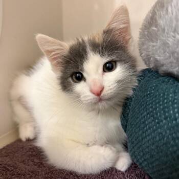 Kayla Purrnton -  Domestic Short Hair Cat for Adoption in Redwood City, California - Kayla Purrnton | PetCurious
