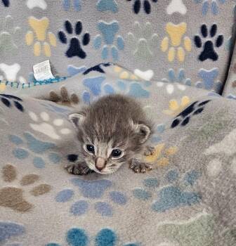 Billy -  Domestic Short Hair Cat for Adoption in Wabash, Indiana - Billy | PetCurious