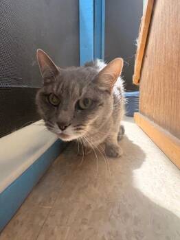 Domestic Short Hair Cats Available for Adoption in Heber City, Utah - Spice | PetCurious