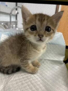 Pineapple, Goddess of the Realm -  Domestic Short Hair Cat for Adoption in Gainesville, Florida - Pineapple, Goddess Of The Realm | PetCurious
