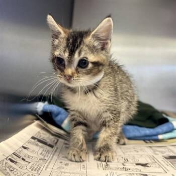 Domestic Short Hair Cats Available for Adoption - POPPI LOU | PetCurious