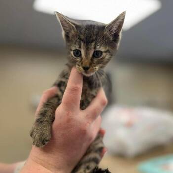 Domestic Short Hair Cats Available for Adoption - Anise In Frederick, MD | PetCurious