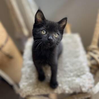 Xena -  Domestic Short Hair Cat for Adoption in Spokane, Washington - Xena | PetCurious