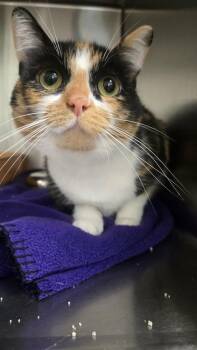 Ariel -  Domestic Short Hair Cat for Adoption in Martinsville, Indiana - Ariel | PetCurious