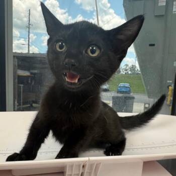 Ghost Rider -  Domestic Short Hair Cat for Adoption in Columbiana, Alabama - Ghost Rider | PetCurious