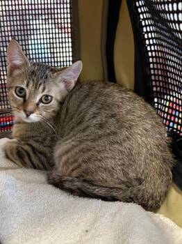 Beans -  Domestic Short Hair Cat for Adoption in Hartford City, Indiana - Beans | PetCurious