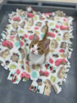 Dj catnip -  Domestic Short Hair Cat for Adoption in Neillsville, Wisconsin - Dj Catnip | PetCurious