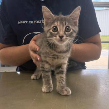 Domestic Medium Hair Cats Available for Adoption in Montgomery, Alabama - Stormi | PetCurious