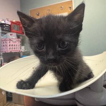 Volts -  Domestic Medium Hair Cat for Adoption in Columbus, Georgia - Volts | PetCurious