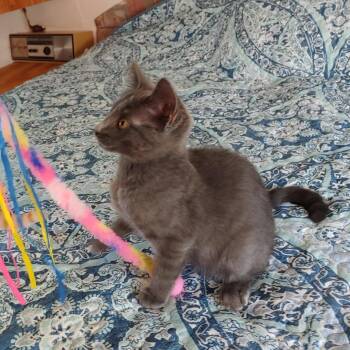 Rescue Domestic Short Hair Cats for Adoption in Fischer, Texas - Blue Ski | PetCurious