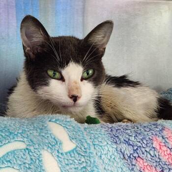 Scrafty -  Domestic Short Hair Cat for Adoption in Walker, Michigan - Scrafty | PetCurious