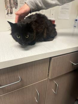 Domestic Medium Hair Cats Available for Adoption - Milford | PetCurious