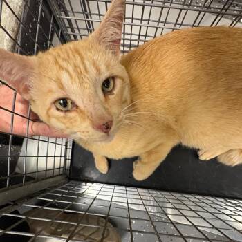 Feral Jessie James -  Domestic Short Hair Cat Available for Adoption in Columbiana, Alabama - Feral Jessie James | PetCurious