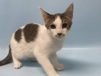 Leaf -  Domestic Short Hair Cat for Adoption in Golden Valley, Minnesota - Leaf | PetCurious