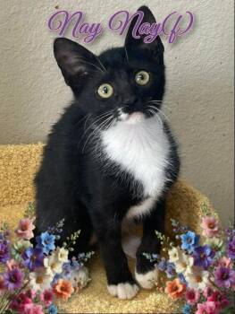 Nayy Nay -  Domestic Short Hair Cat for Adoption in Corinth, New York - Nayy Nay | PetCurious