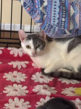 Domestic Short Hair Cats Available for Adoption - Stella | PetCurious