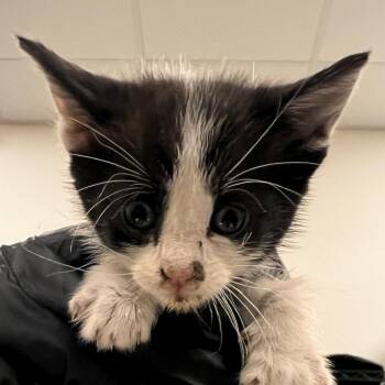 Patches -  Domestic Short Hair Cat for Adoption in Las Cruces, New Mexico - Patches | PetCurious