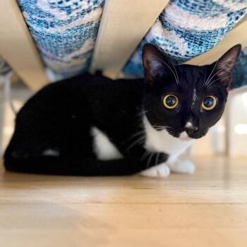 Domestic Short Hair and Tuxedo Cats Available for Adoption - Wednesday Wonderful | PetCurious