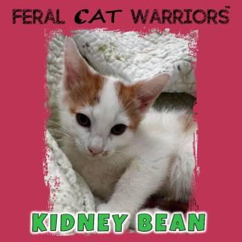 Domestic Short Hair Cats Available for Adoption in Kingman, Arizona - Kidney Bean | PetCurious