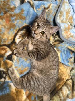 Rescue Tabby and Domestic Short Hair Cats for Adoption in Montour Falls, New York - Diesel | PetCurious