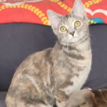 Rescue Domestic Short Hair Cats for Adoption in Portage, Michigan - Skylar | PetCurious