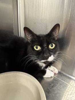 Rescue Domestic Short Hair Cats for Adoption in Batavia, Ohio - Banshee | PetCurious