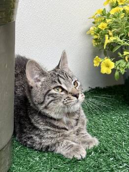 Cheryl -  Domestic Short Hair Cat Available for Adoption in Effingham, Illinois - Cheryl | PetCurious