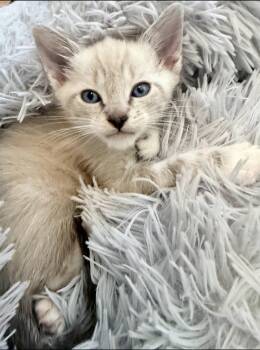 Mint -  Siamese and Domestic Short Hair Cat for Adoption in Campbell, California - Mint | PetCurious