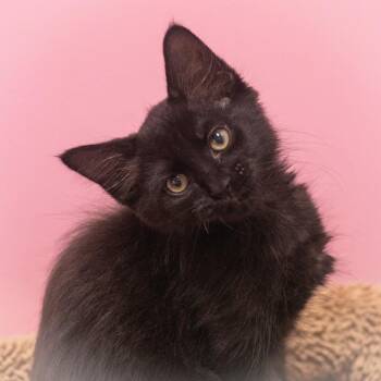 Sparta -  Maine Coon and Domestic Long Hair Cat for Adoption in St. Augustine, Florida - Sparta | PetCurious