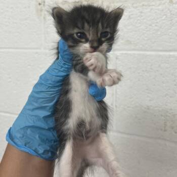 Almond -  Domestic Short Hair Cat for Adoption in Edinburg, Texas - Almond | PetCurious