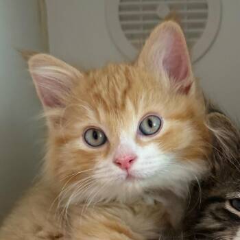 Peanut Butter (bonded with Jelly) -  Domestic Medium Hair Cat for Adoption in Naperville, Illinois - Peanut Butter (bonded With Jelly) | PetCurious