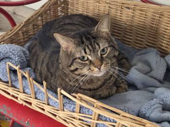 Domestic Short Hair Cats Available for Adoption - Ruffy | PetCurious