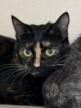 Tiptoe -  Domestic Long Hair and Domestic Short Hair Cat for Adoption in Bellevue, Washington - Tiptoe | PetCurious